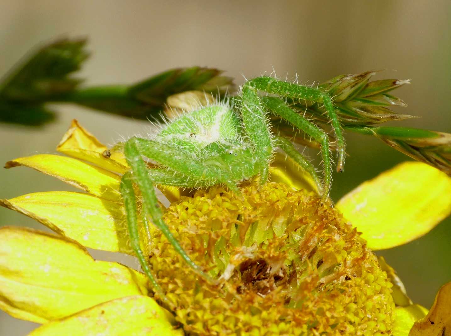 Heriaeus sp.